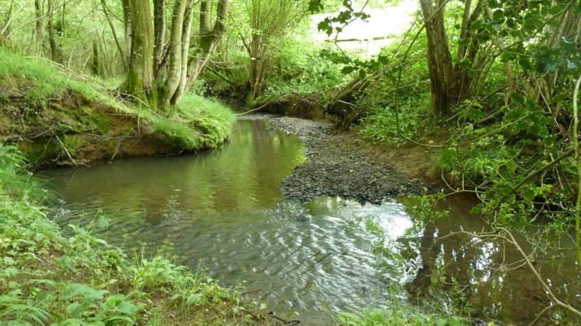 Support Volunteer 'River Rangers' in East Sussex