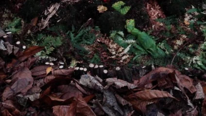 Allestree Park landscaping and cleaning community