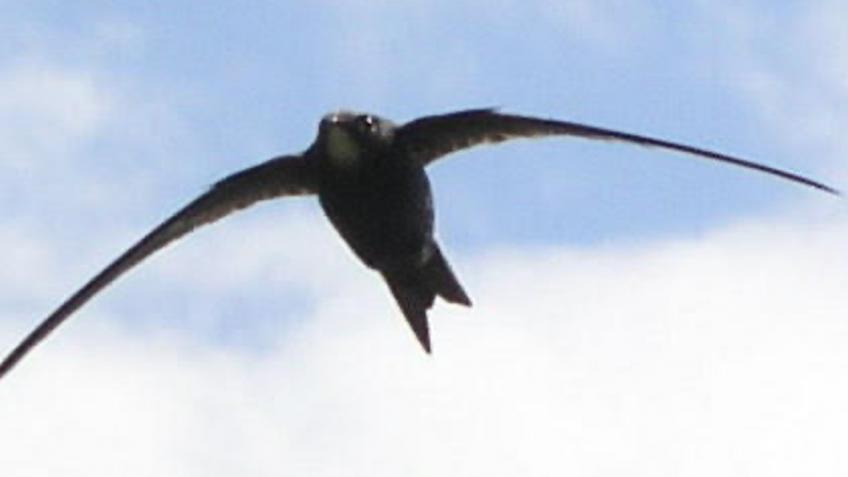 GASP - Grimsby Area Swift Project