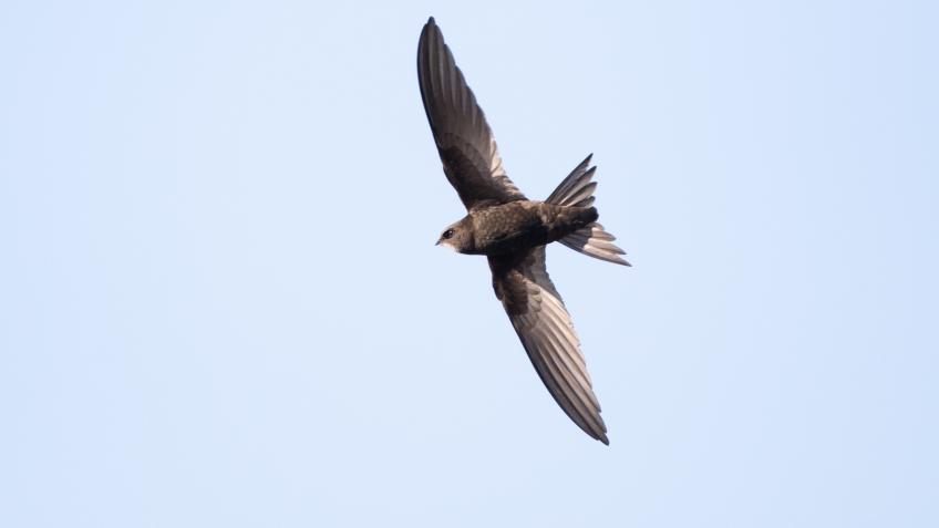 Saving Swifts and Sparrows in Solihull