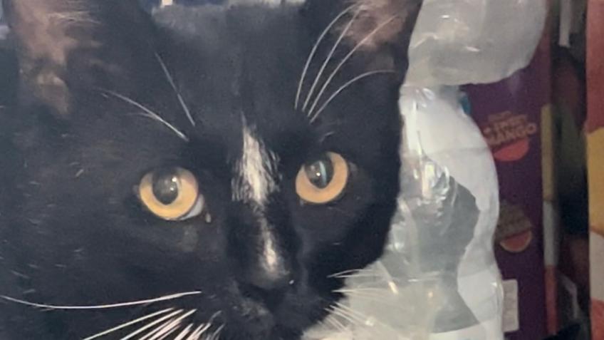 Mr Toots Stray Lads Vets Costs