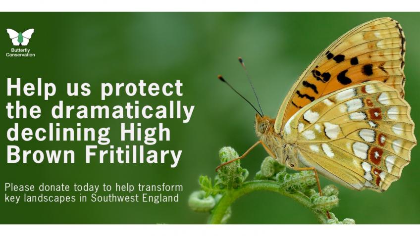 Creating a future for the High Brown Fritillary
