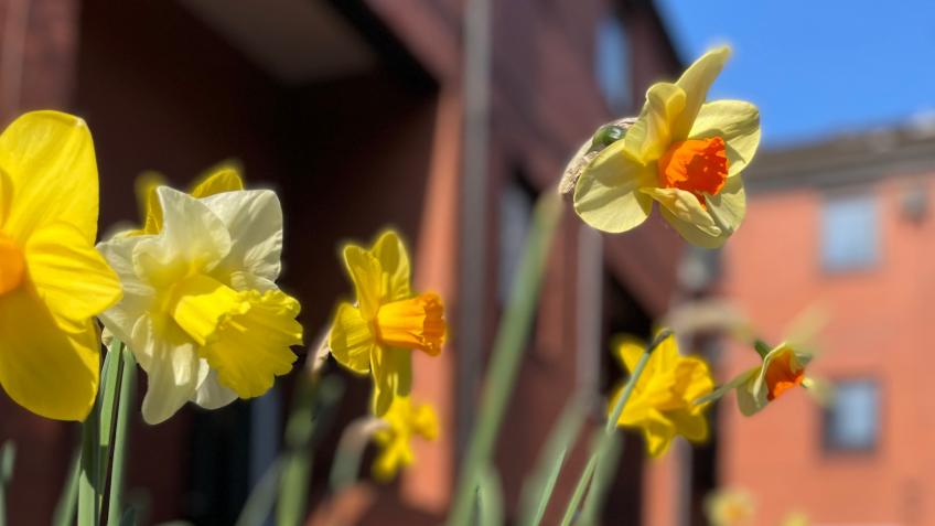 Green Spaces for Smithfield