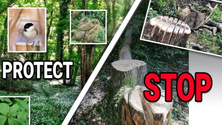 Save Becky Addy Ancient Woodland