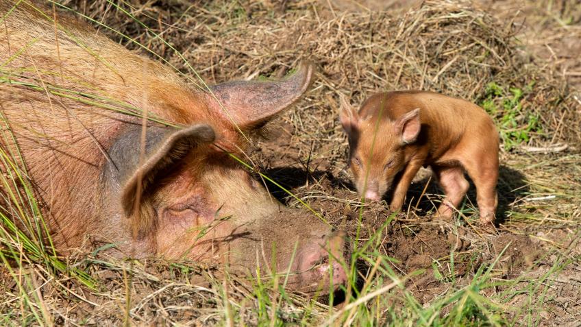 West Dorset Wilding festive fundraiser