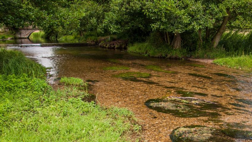 Hertfordshire's Living Rivers Network