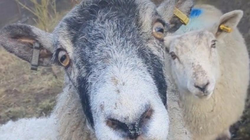 Help us to save two sheep! (and suggest a name!)