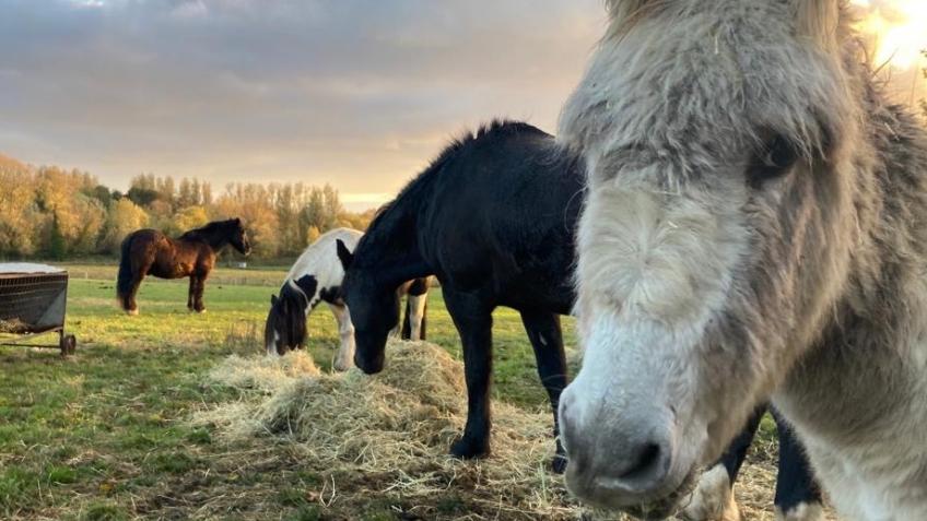 Gee gees ranch & rescue fundraising page