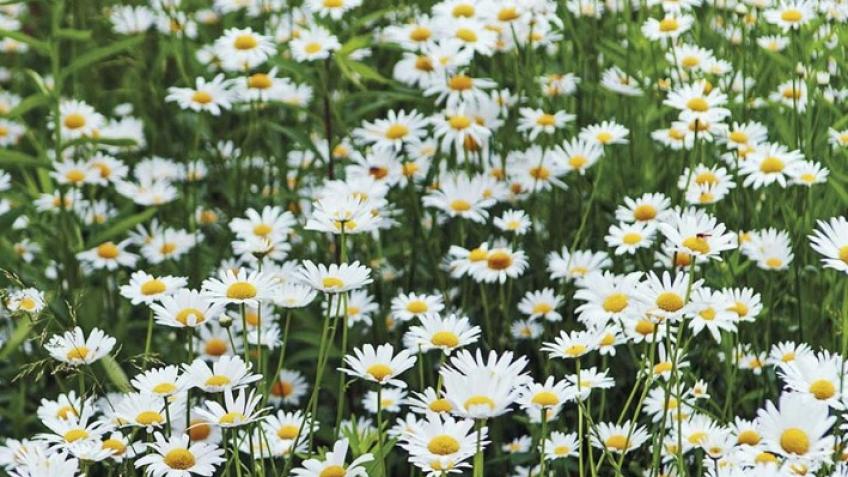 West Bristol Climate Action (WBCA) Re-wilding fund