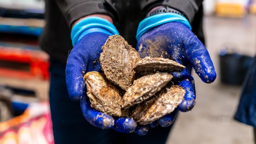 Restoring Wild Oysters to the Thames