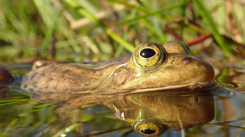 Bringing Back Our Lost Frog