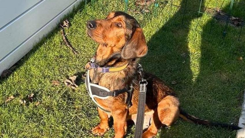 Polly needs costly surgery.