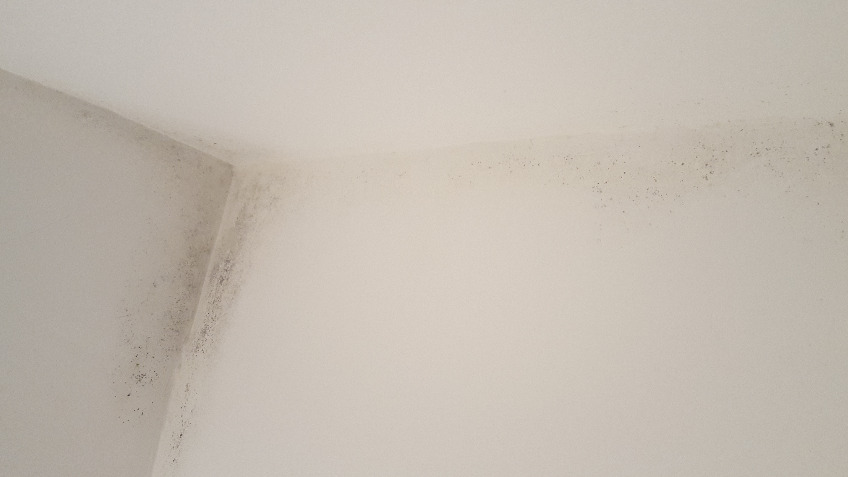 Renovate damp and mouldy house