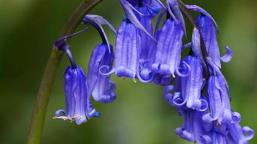 A Garland of Bluebells EP by Rachel Campbell