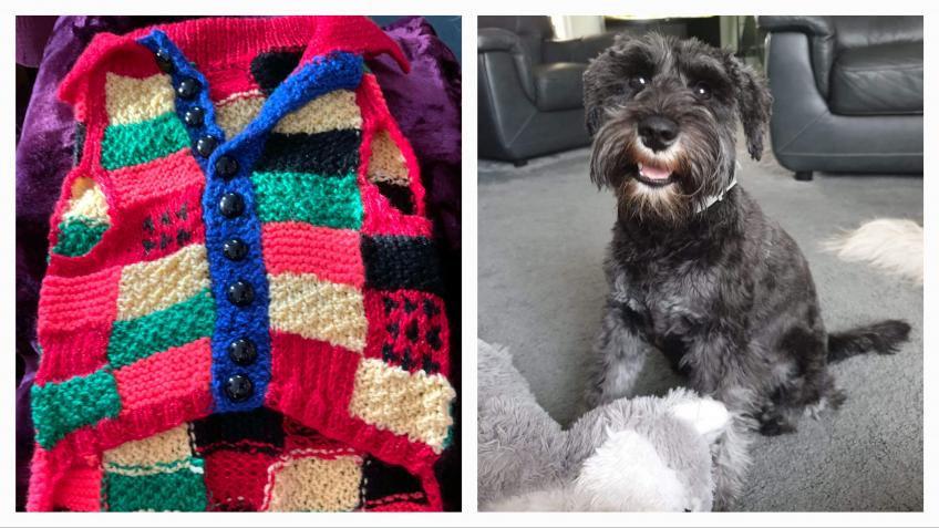 Hand knitted sales dog jumpers