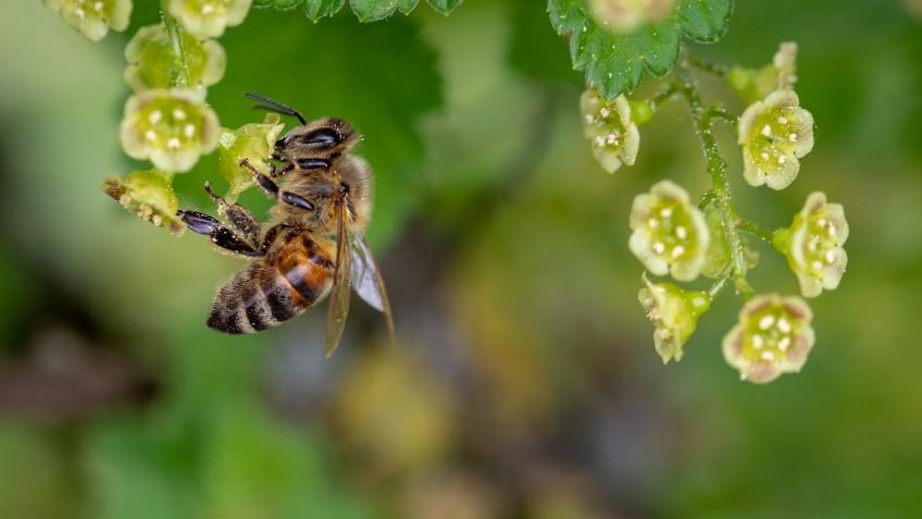 Giving bees a home with  Green roof and bee houses
