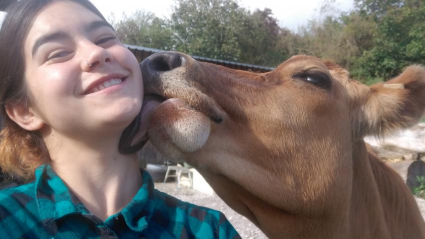 Help save Jersey cows and support a smallholding
