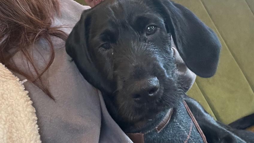 Puppy needs help