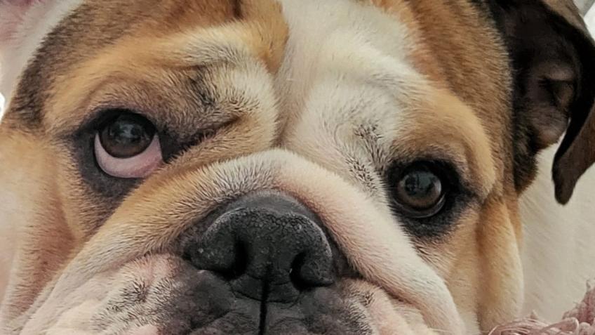 Ruby the bull dog