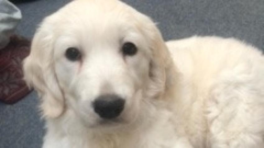 Joy our School Therapy Puppy