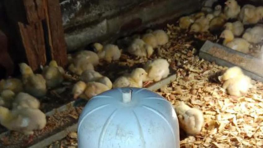 Simbatee Chicken Farm