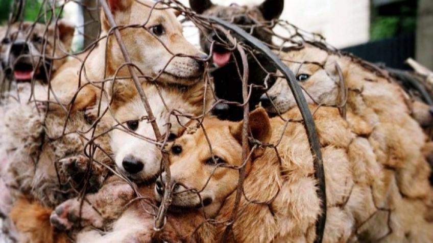 HELP ANIMAL WELFARE CHARITIES IN CHINA