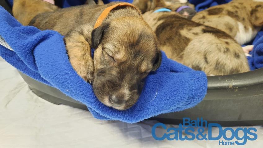 Safe and warm – provide safety for cats and dogs