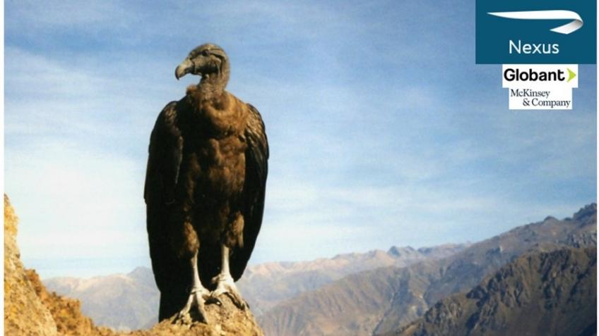 Nexus Condors