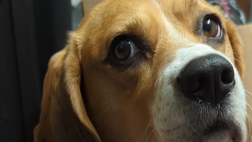 Vet fees, TPLO repair