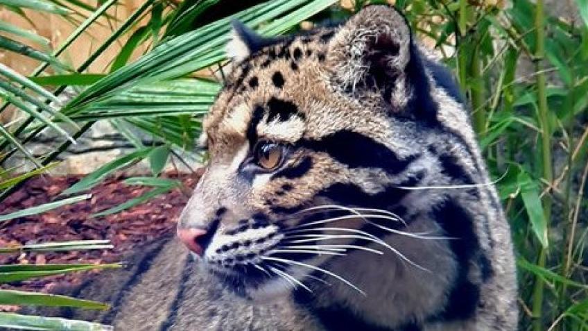 Clouded Leopard Fundraiser