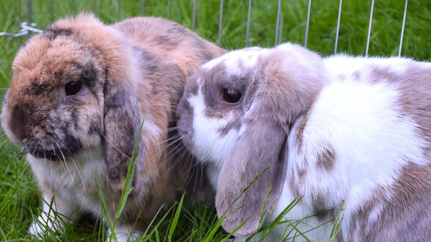Help us promote and fund pet neutering & welfare