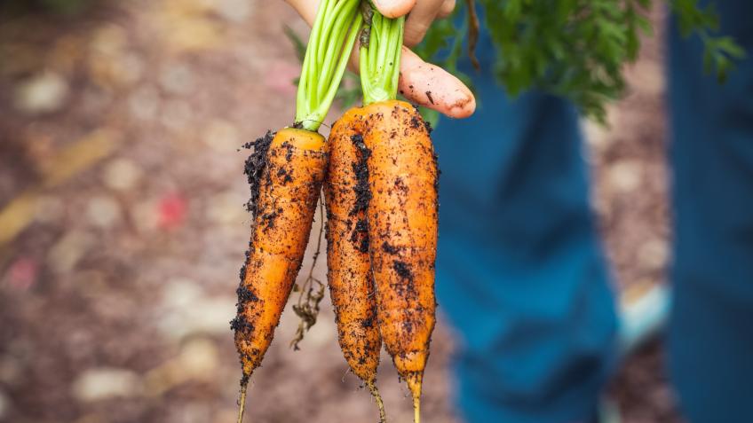 Community Gardening Project