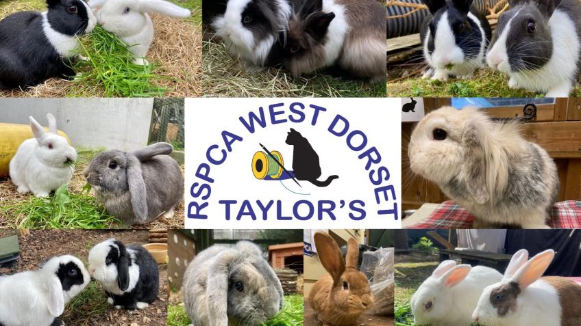 Our Bunnies Need Your Money!!!