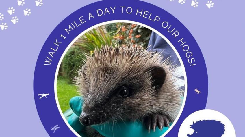 March for hogs🦔