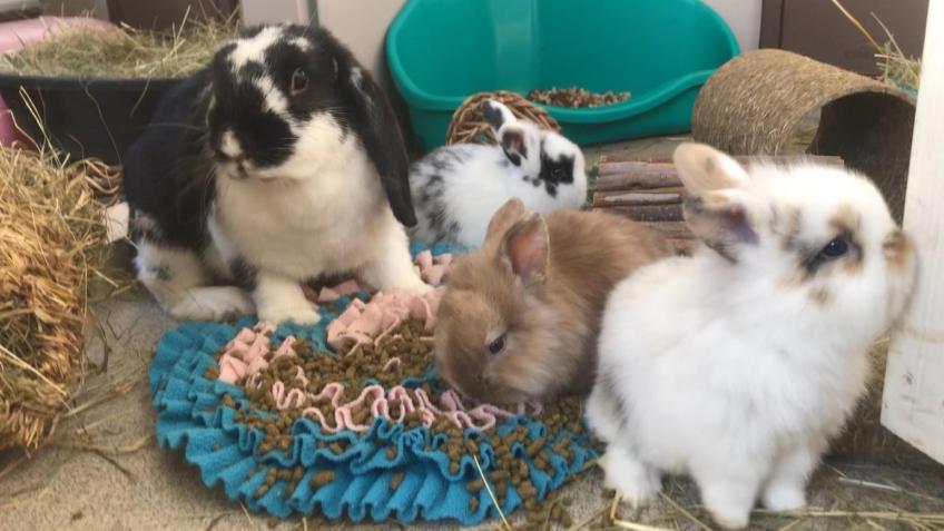Renovating Our Rabbit Village!