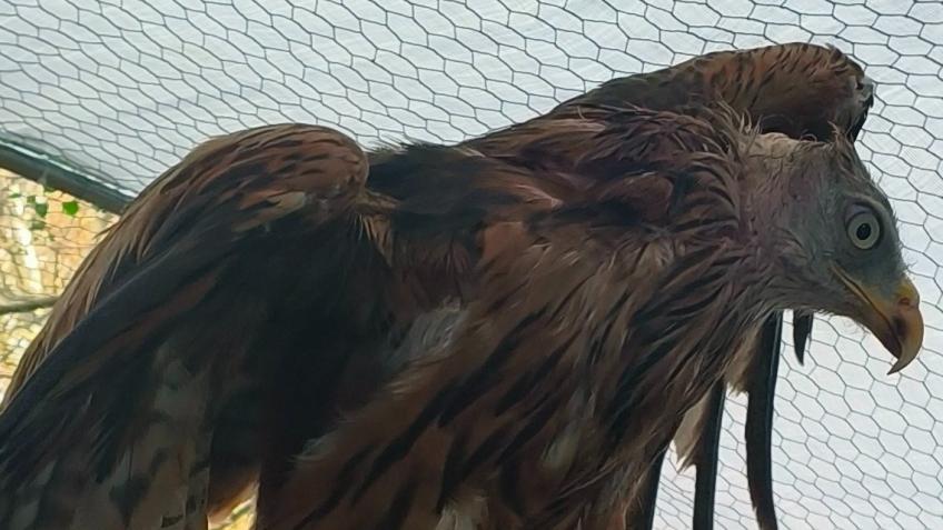 For injured wild birds' treatment and medical care