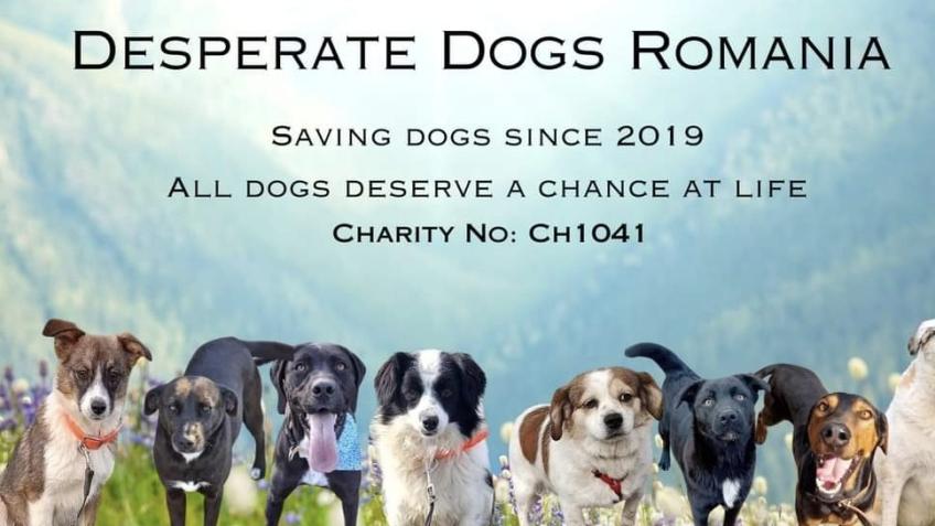 Desperate Dogs Romania Transport Fund