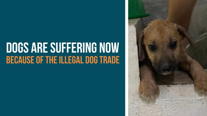 Help fight illegal roadside dog sales in Malawi