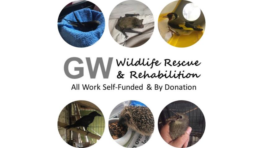 Raise funds for GW Wildlife Rescue & Rehab Part 2