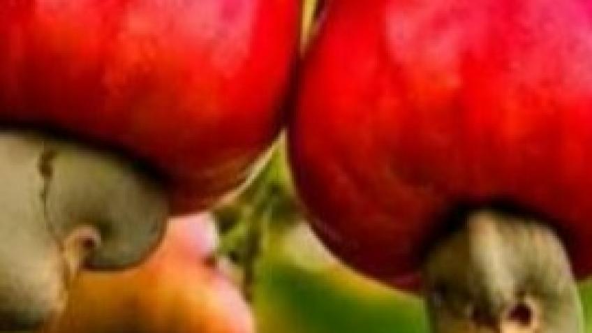 Cashew plantation farm and process organic cashew