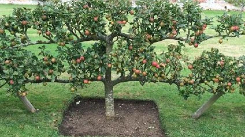 Edible community parks
