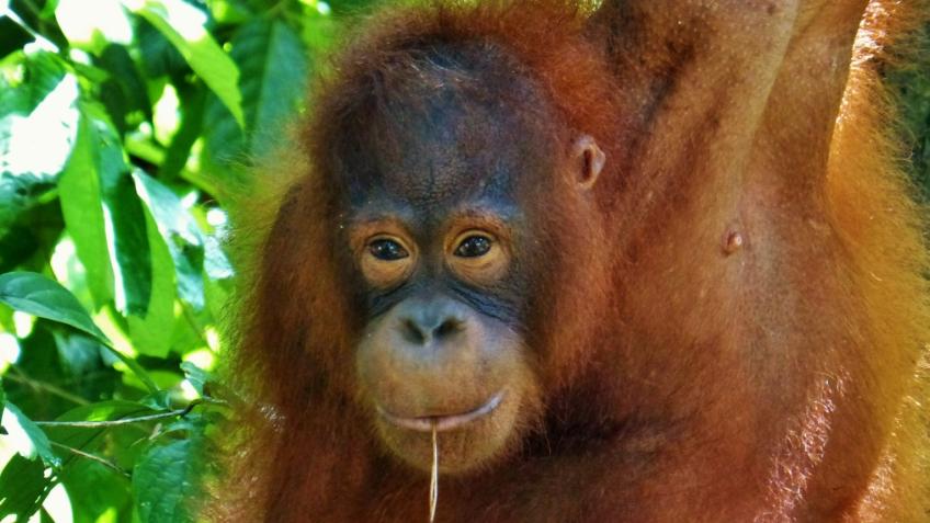 Syd's Deep Dive Into Borneo.