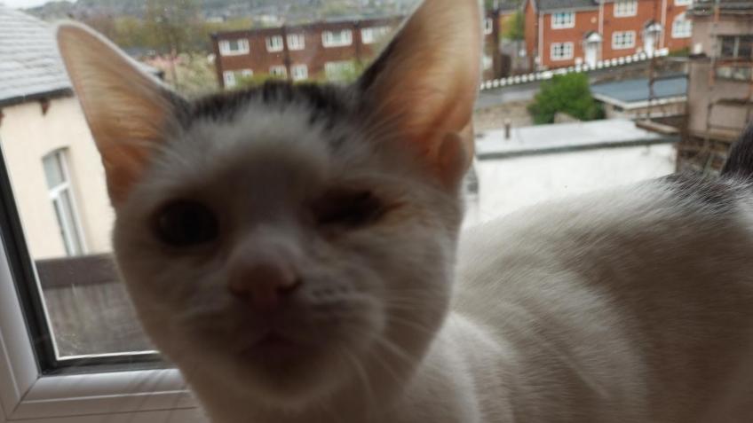 Saving Tinkerbelle - Dumped Kitten