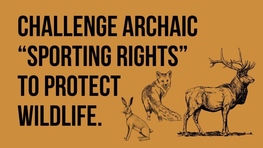 Challenging Sporting Rights To Save The Stags