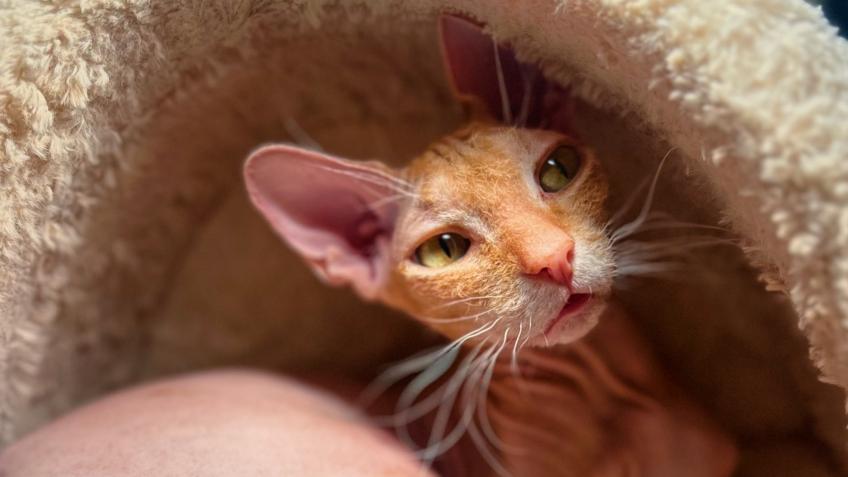 Jonesy's FIP Treatment