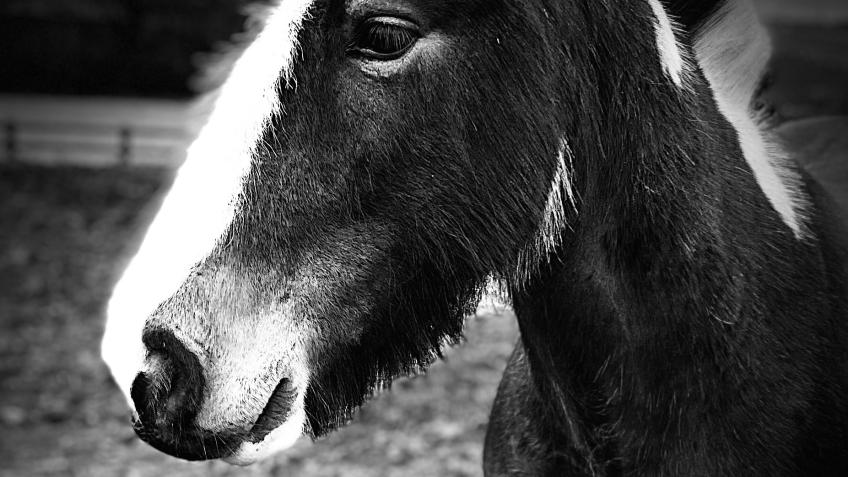 Help for Horses.