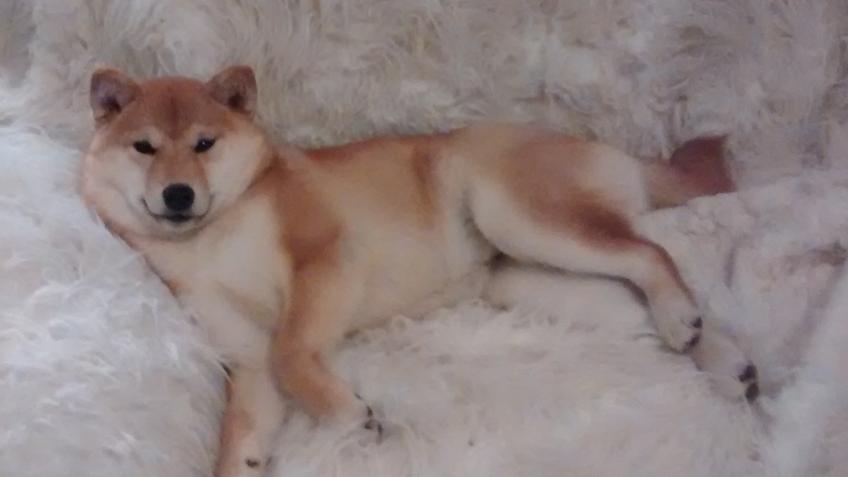 Ishi the shiba needs your help