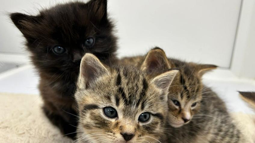 Will you help tiny kittens in need?
