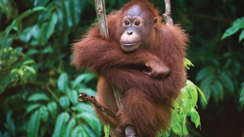 Faye's once in a life time Borneo Expedition 2025