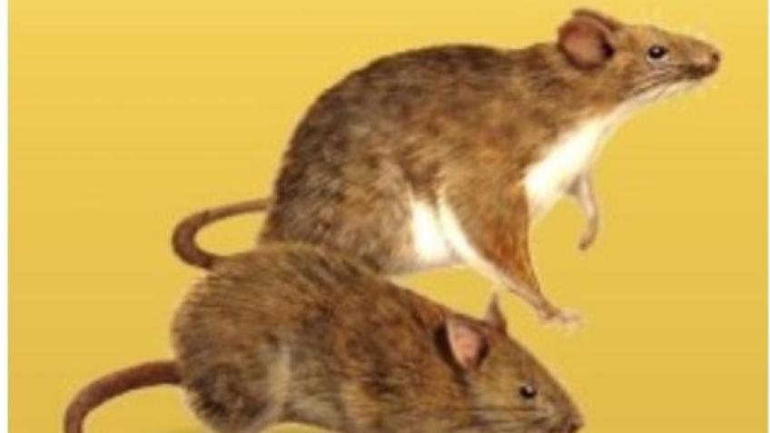 Agatha Christie's 'The Rats', Fringe showcase